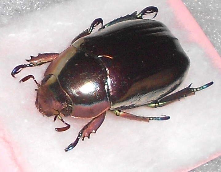 Yahoo!オークション - 海外の昆虫標本 クリサルギレアプラチナコガネ1