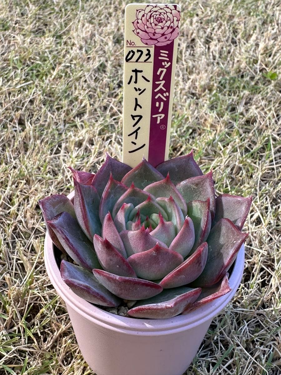 おらいさん苗 ミックスベリア 073 ホットワイン 札 鉢付き｜Yahoo