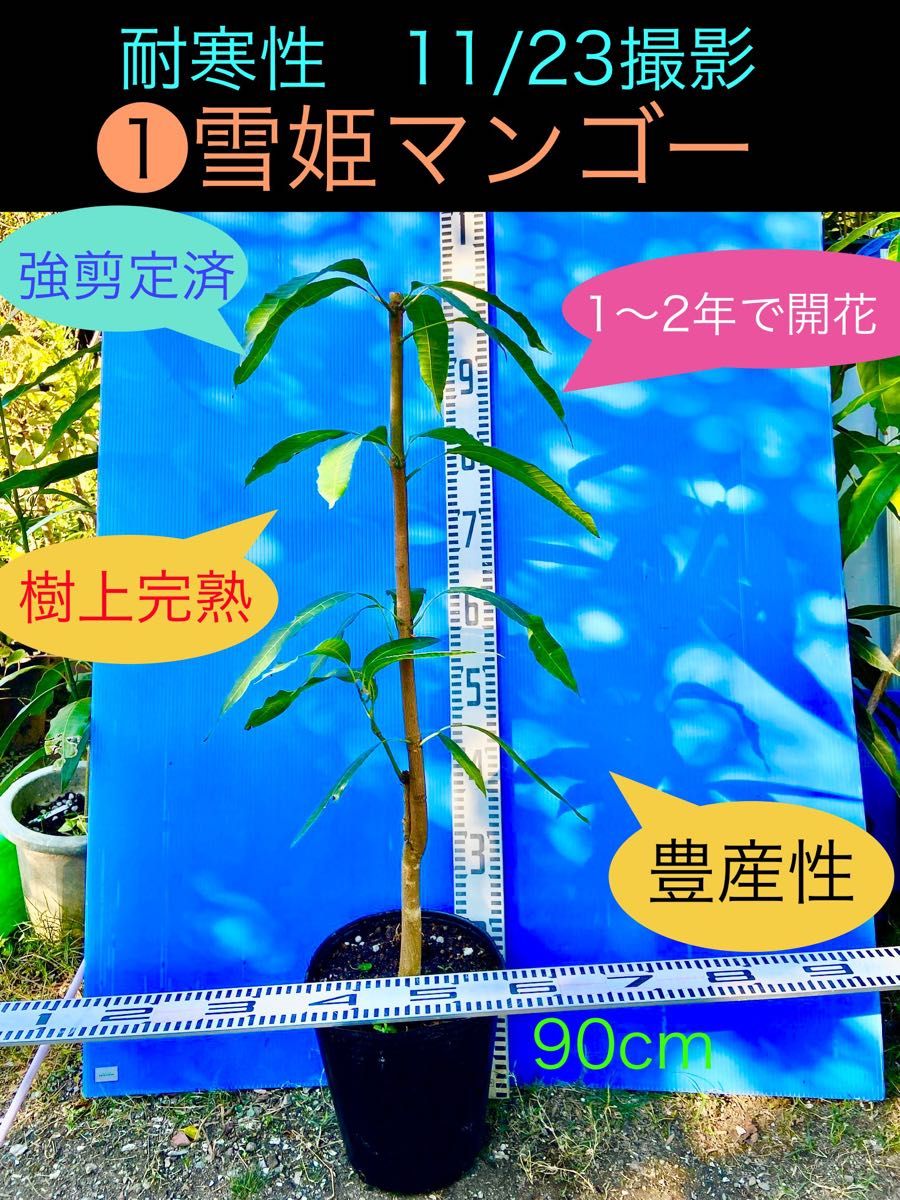 ①雪姫マンゴー 耐寒性｜Yahoo!フリマ（旧PayPayフリマ）