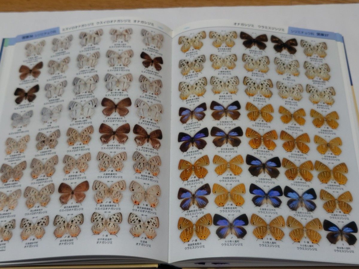 美品 (大型本) 日本産蝶類標準図鑑 白水隆 学研｜Yahoo!フリマ（旧