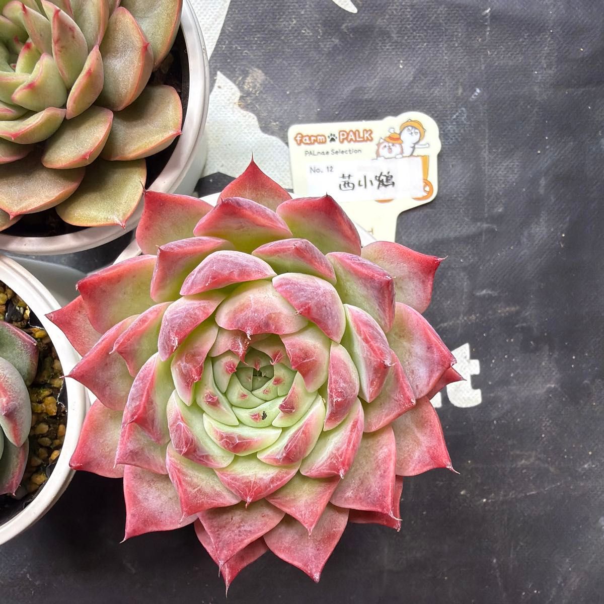 ファームパルクさん苗 命名株 チリピンキー 茜小鶴 コッペチーノ 札