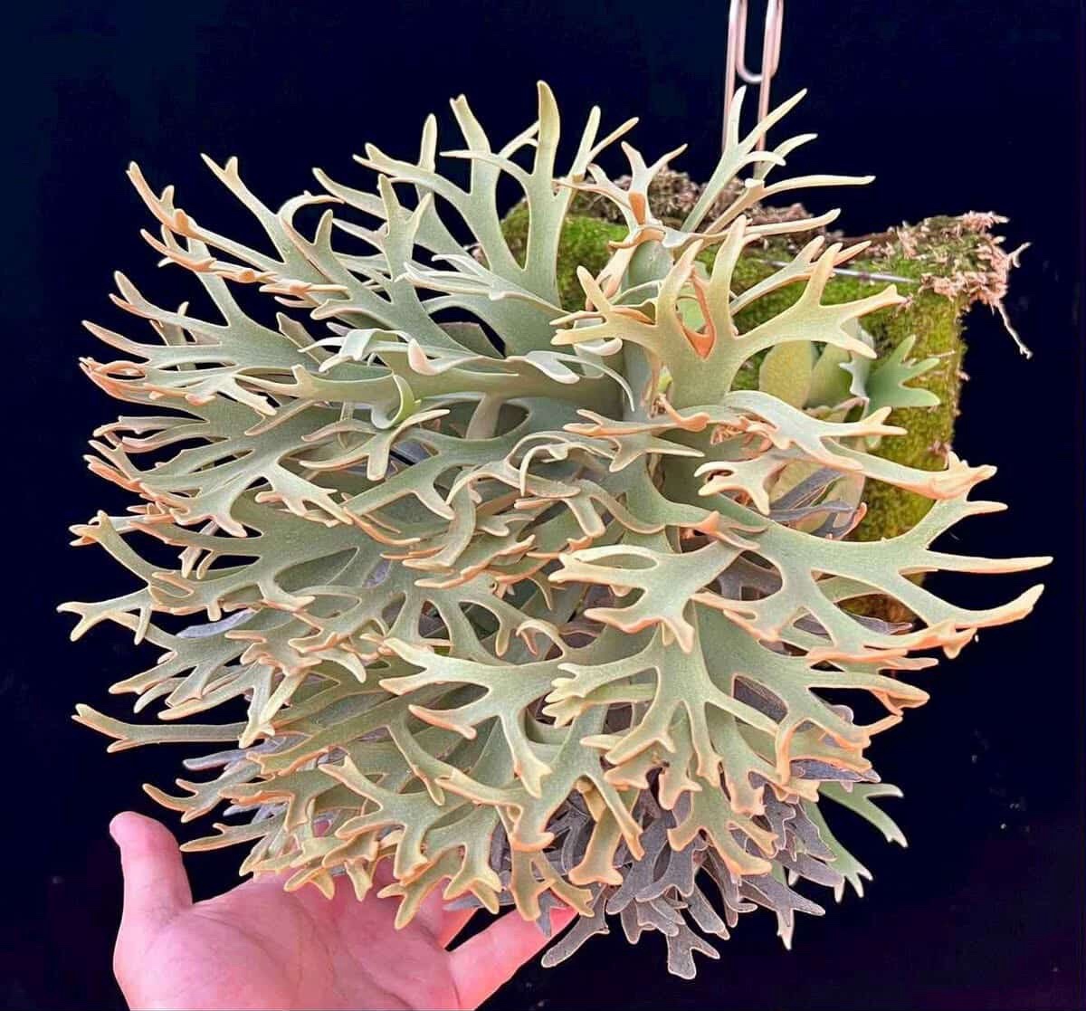 P willinckii 'Antler Crown' spored② @ビカ森wife 送料無料(出品者