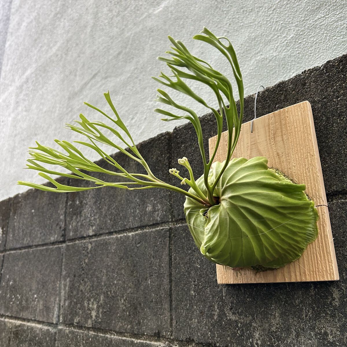 Pakarang ビカクシダ リドレイ パカラン 胞子培養株 P.ridleyi