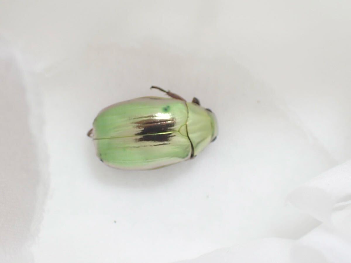超激レア個体！】 Chrysina aurigans 標本 プラチナコガネ 超激レア