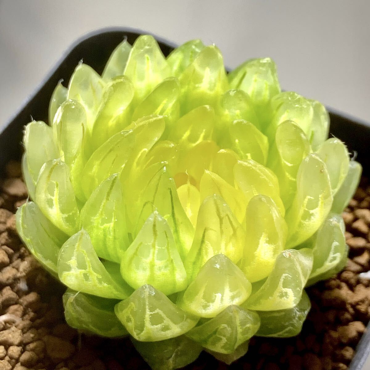 一*様 多肉植物 ハオルチア 太陽の恋人 エメラルドLED変異黄琥珀斑 糊