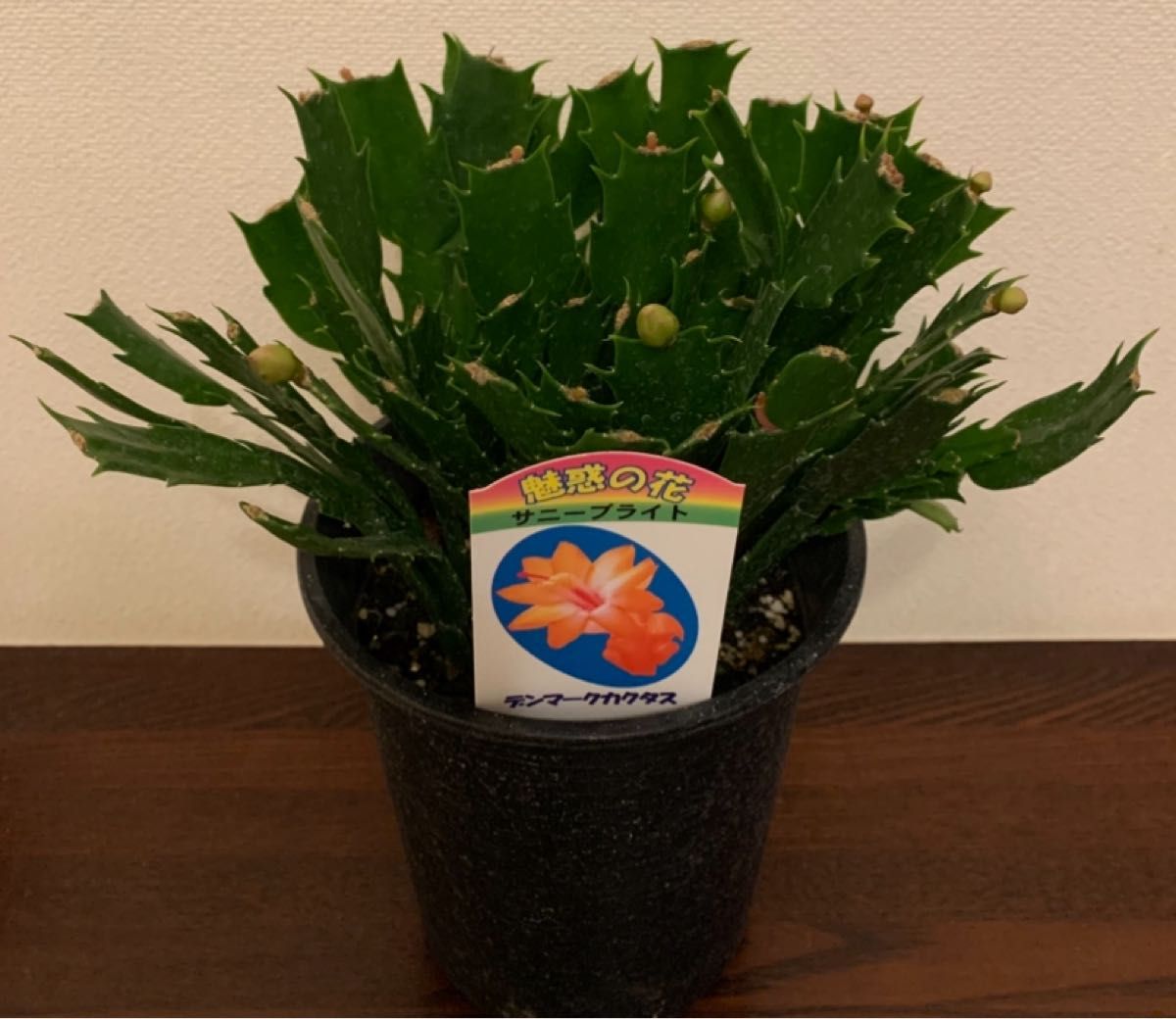 デンマークカクタス 魅惑の花 8種セット シャコバサボテン 挿し穂 正規