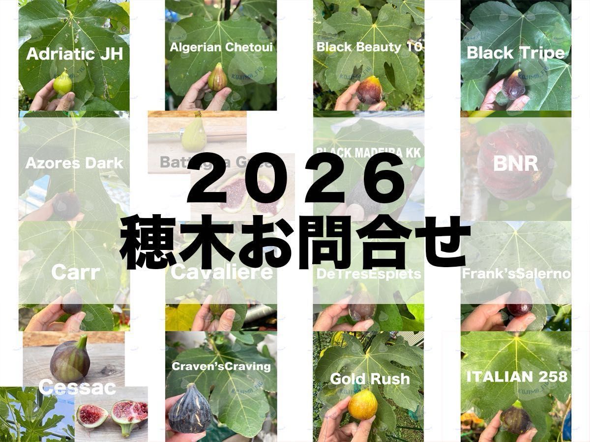 イチジク穂木 お問合せ用 全て結実確認済み｜Yahoo!フリマ（旧PayPay