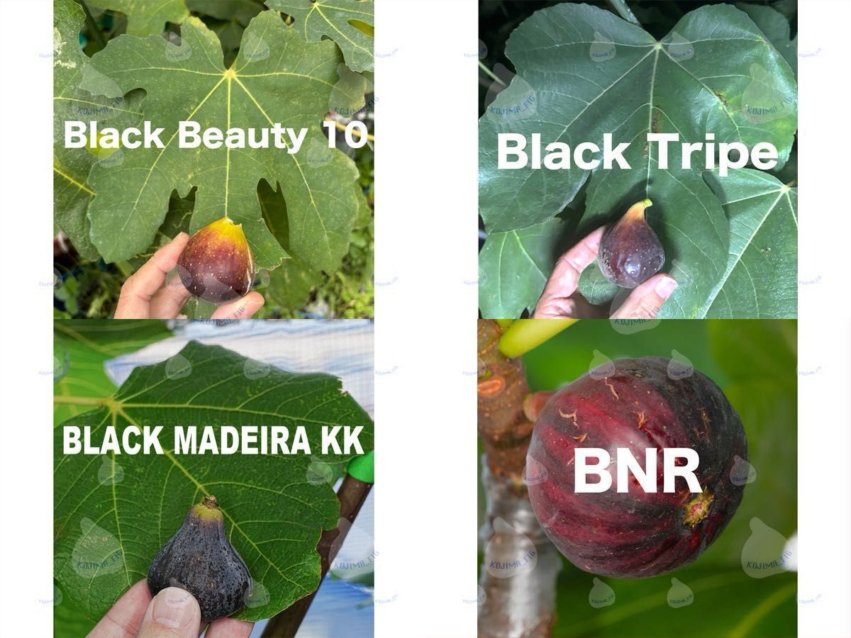 イチジク穂木 お問合せ用 全て結実確認済み｜Yahoo!フリマ（旧PayPay