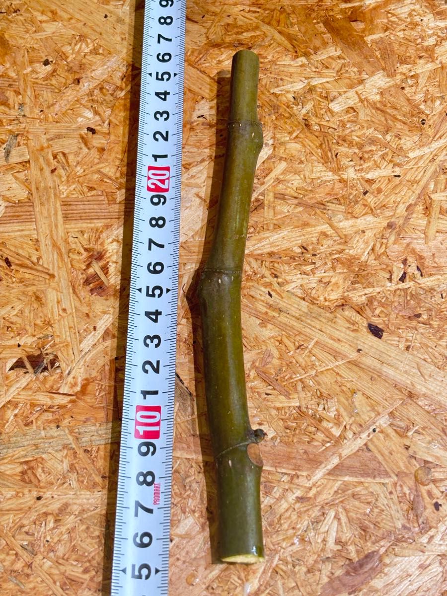 イチジク穂木 お問合せ用 全て結実確認済み｜Yahoo!フリマ（旧PayPay