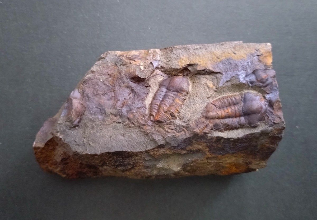 カンブリア紀】チェコ共和国インツェ産の珍しい三葉虫 エリプソセ