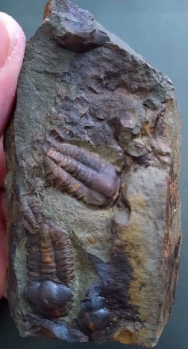 カンブリア紀】チェコ共和国インツェ産の珍しい三葉虫 エリプソセ