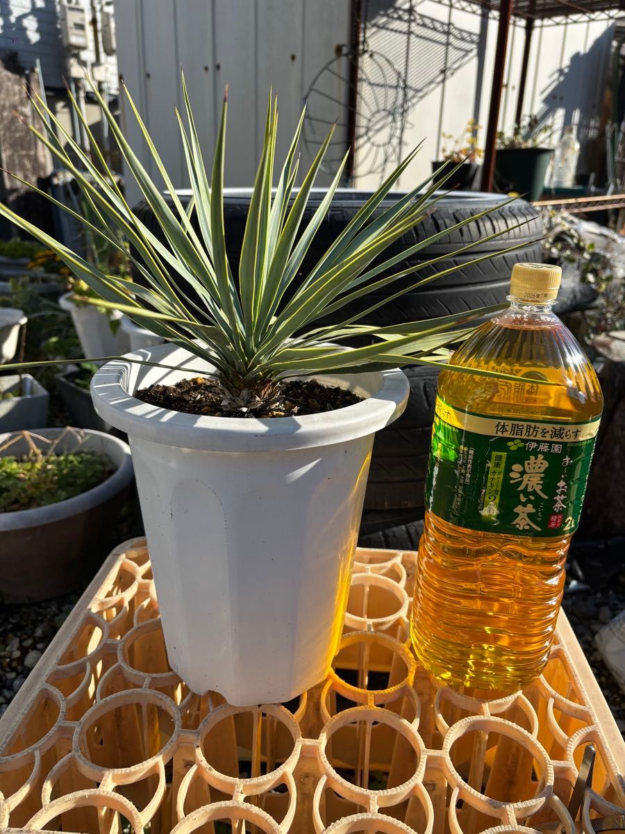 ユッカ ロストラータ Yucca Rostrata 国内実生株｜Yahoo!フリマ（旧