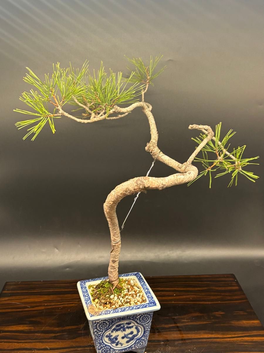 赤松盆栽 文人型｜Yahoo!フリマ（旧PayPayフリマ）