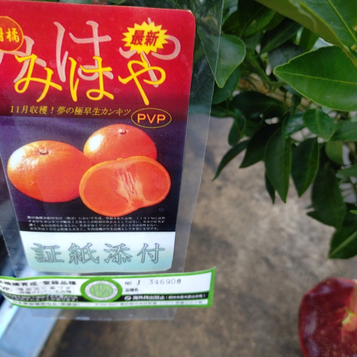 大人気企画 幻のミカン苗木「せとか3年生」＋「みはや3年生」セット