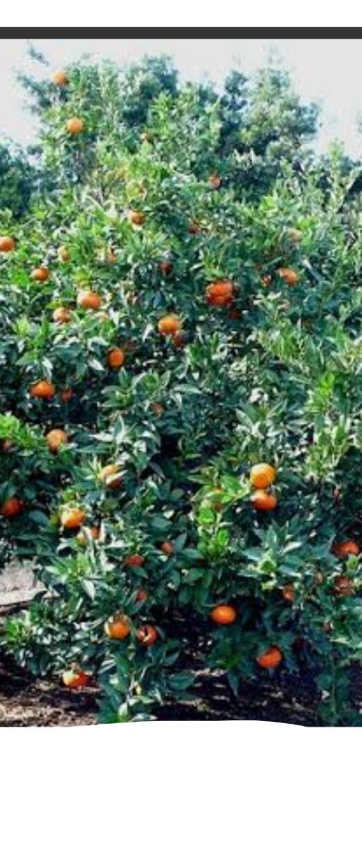 大人気企画 幻のミカン苗木「せとか3年生」＋「みはや3年生」セット