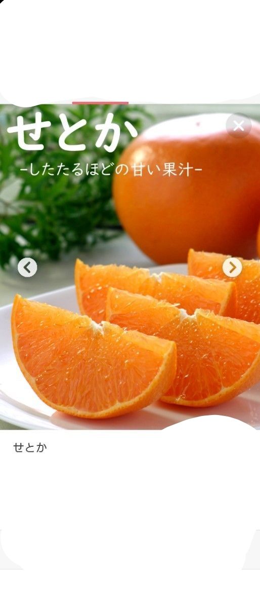 大人気企画 幻のミカン苗木「せとか3年生」＋「みはや3年生」セット