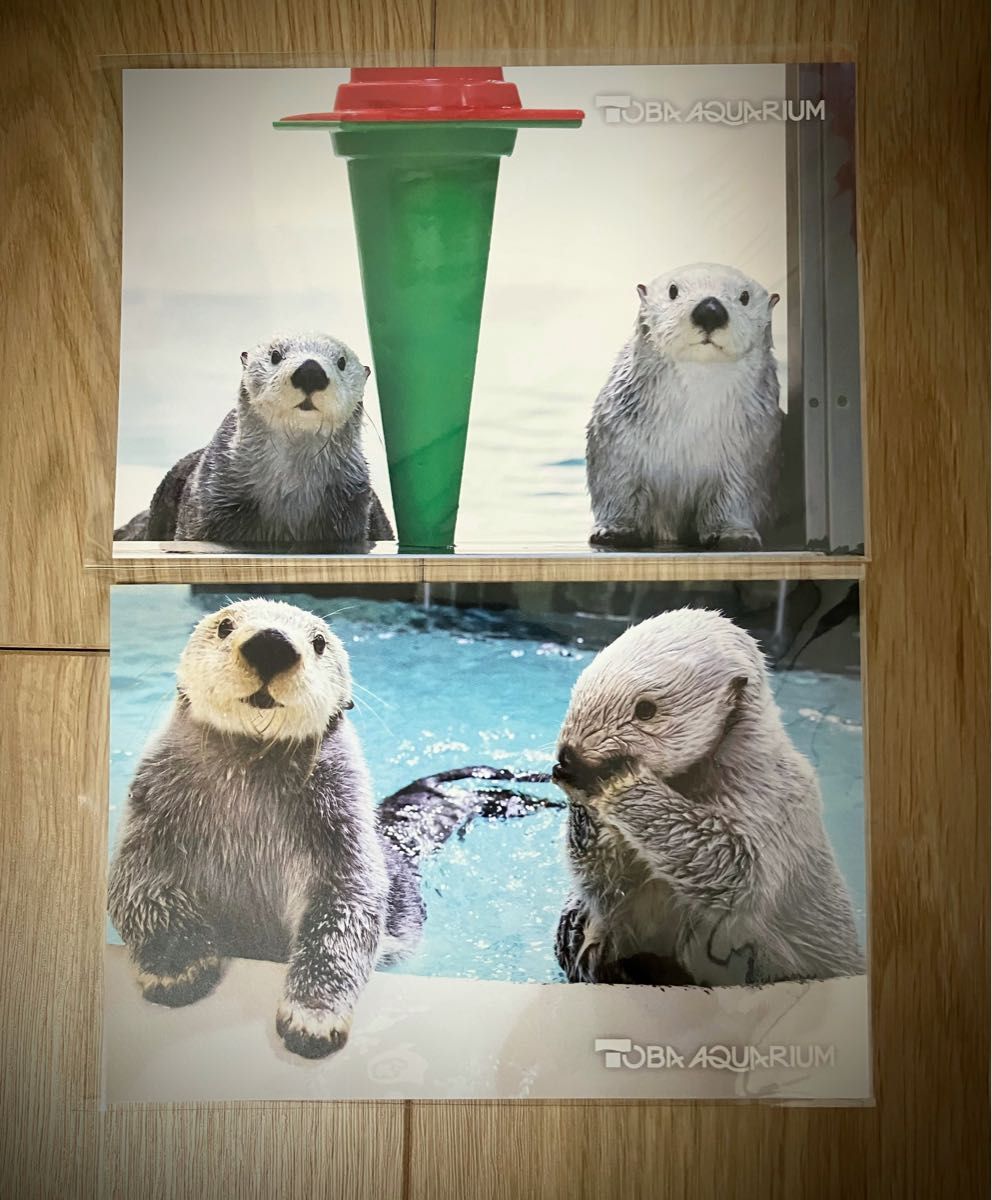 鳥羽水族館 ラッコ メイ キラ ポストカード2枚｜Yahoo!フリマ（旧