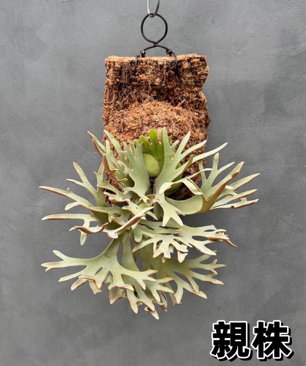 ビカクシダ willinckii Golden Boy sporeling 金童ドワーフ特選｜Yahoo