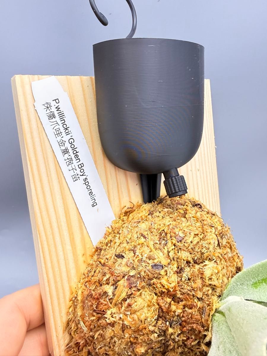 ビカクシダ willinckii Golden Boy sporeling 金童ドワーフ特選｜Yahoo