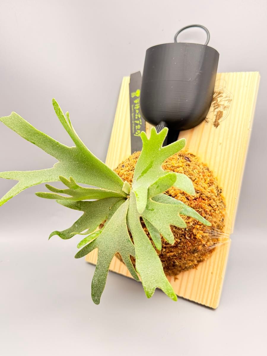 ビカクシダ willinckii Golden Boy sporeling 金童ドワーフ特選｜Yahoo