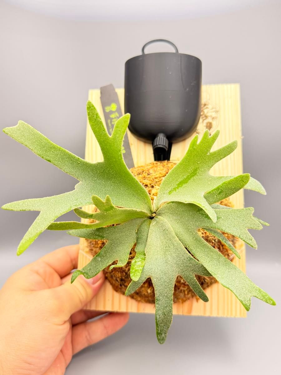 ビカクシダ willinckii Golden Boy sporeling 金童ドワーフ特選｜Yahoo