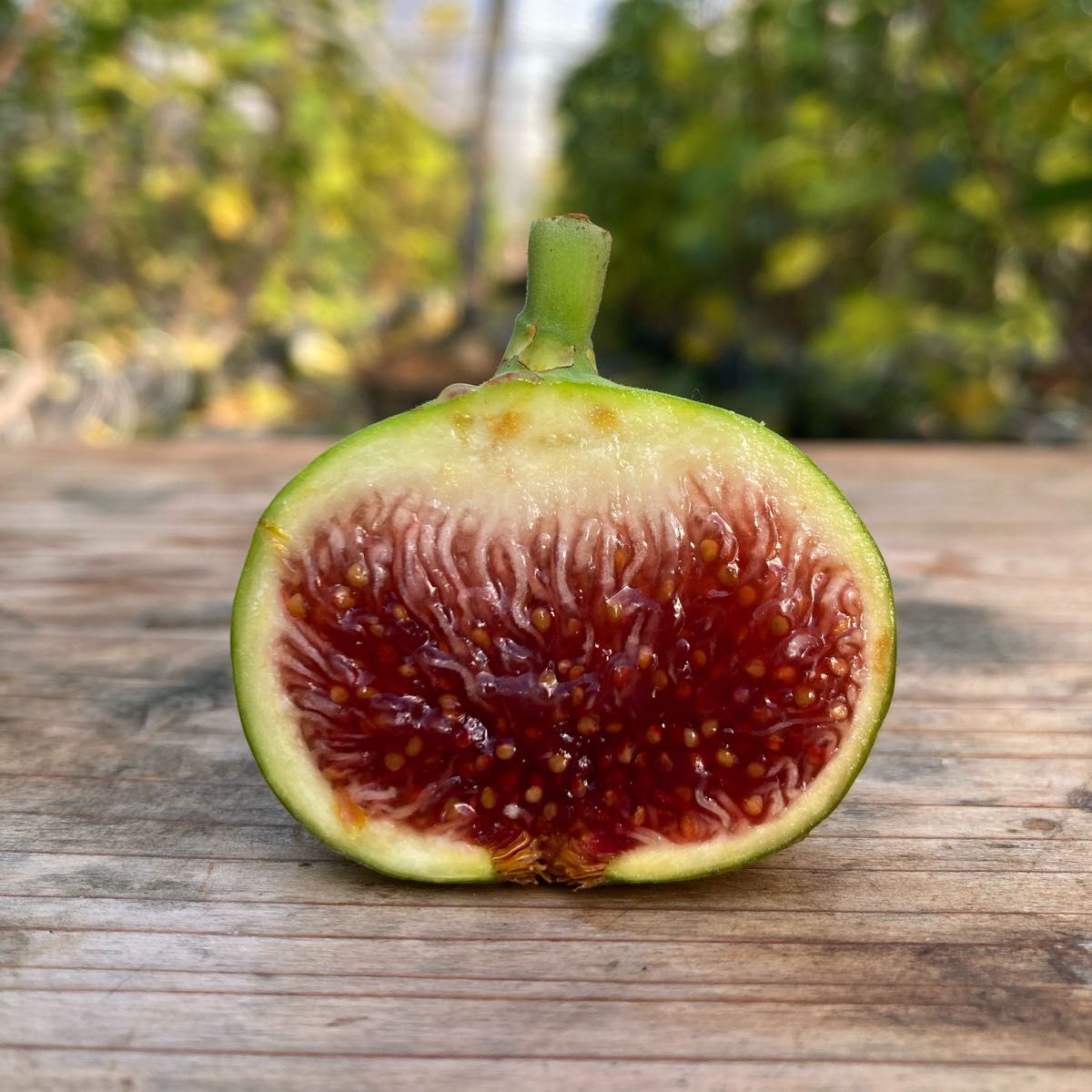 Paratjalina 穂木 イチジク｜Yahoo!フリマ（旧PayPayフリマ）