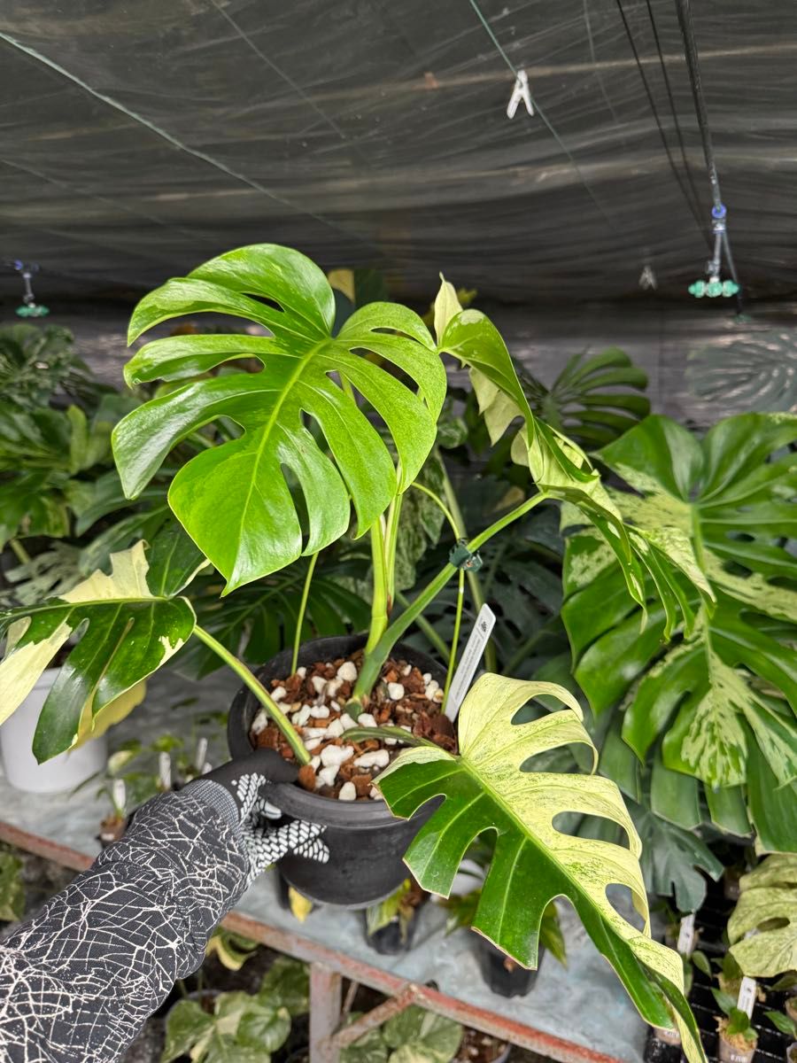 モンステラ デリシオーサ x ボルギシアナ 抹茶ミント 美斑入り株