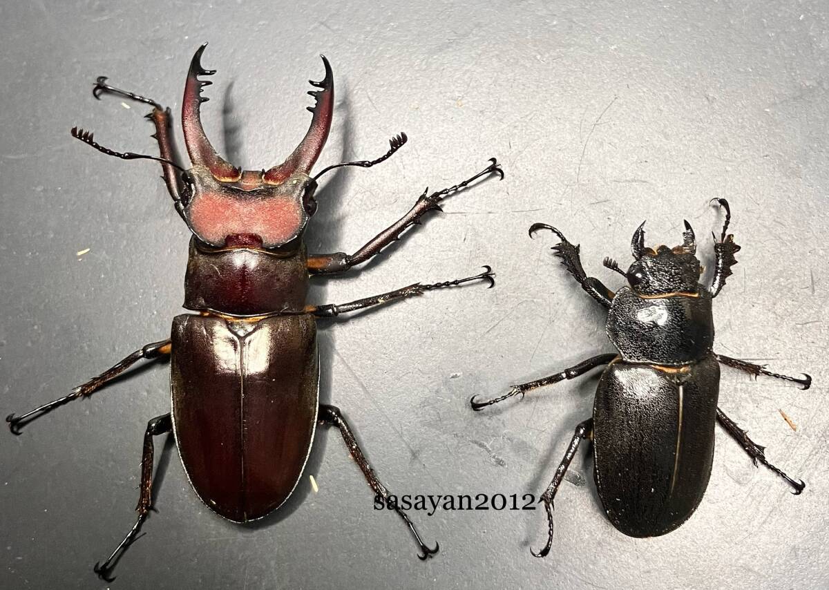 桃色の地図 清水正二郎 注文