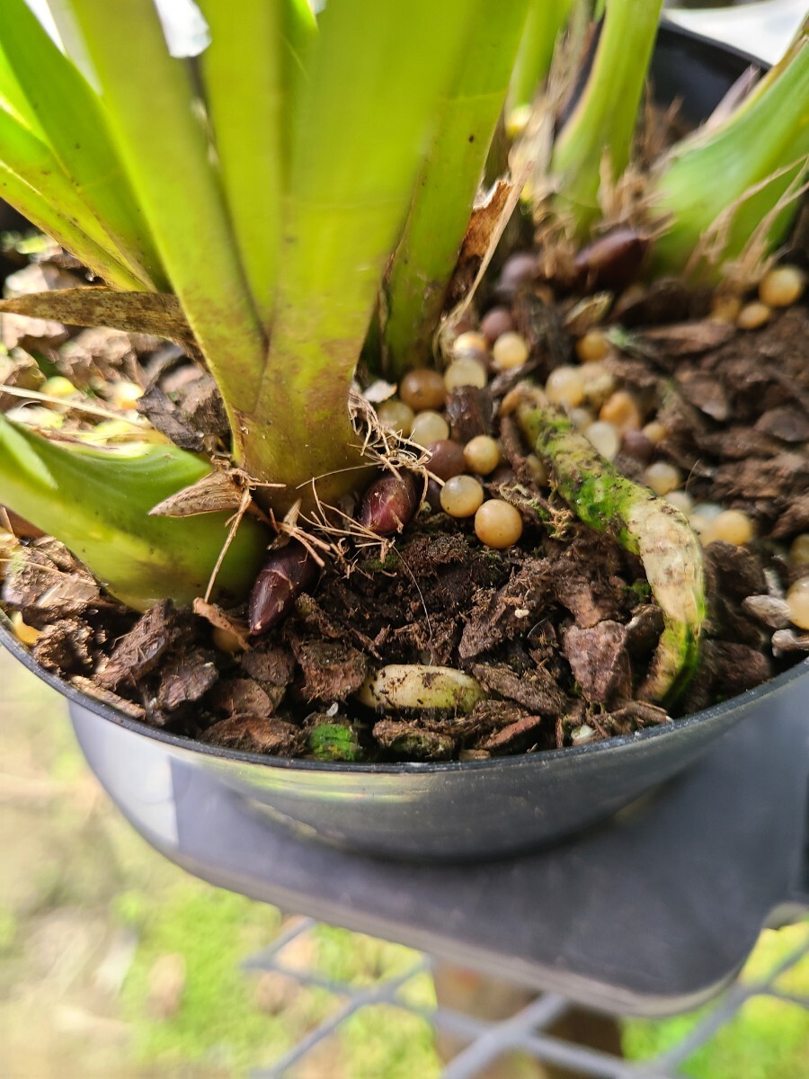 4寸。花芽合計19個。5鉢セット。ミスマフェット。蜜蜂誘引蘭。日本蜜蜂