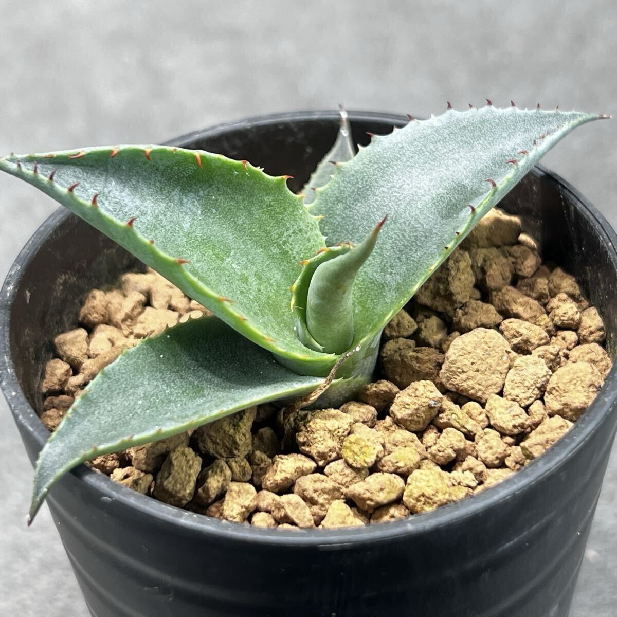 アガベ ネバデンシス × パライシ ハイブリッド ジェレミー パラサナ