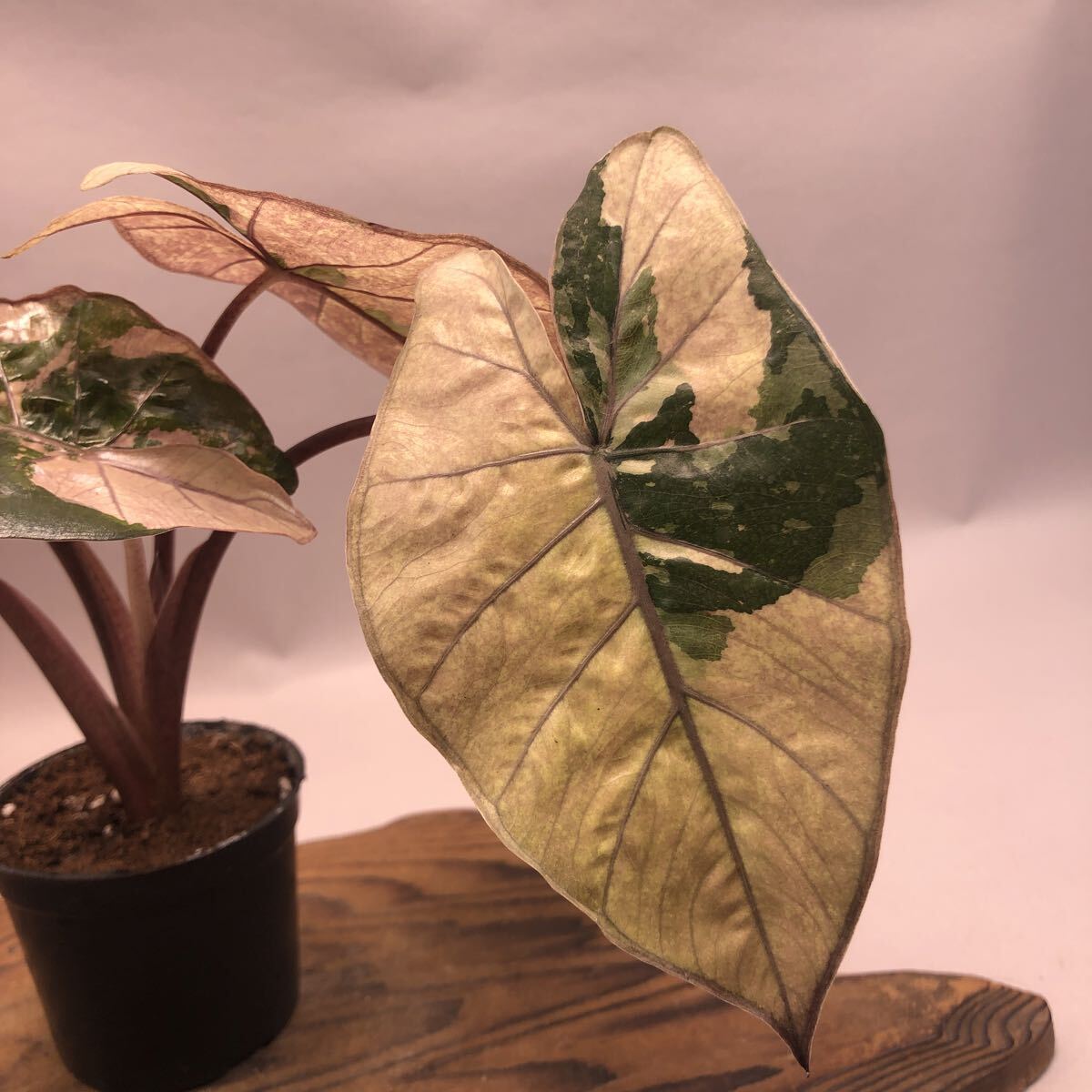 Alocasia Yucatan 節約 Princess Pink Variegated アロカシア ユカタン