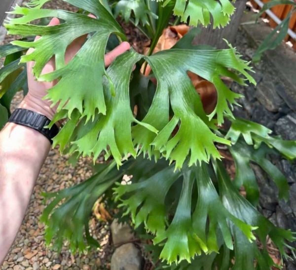 Frontier Plants】【現品】ビカクシダ・ヒリー・アールピー ロッド