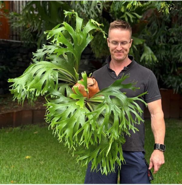 Frontier Plants】【現品】ビカクシダ・ヒリー・アールピー ロッド