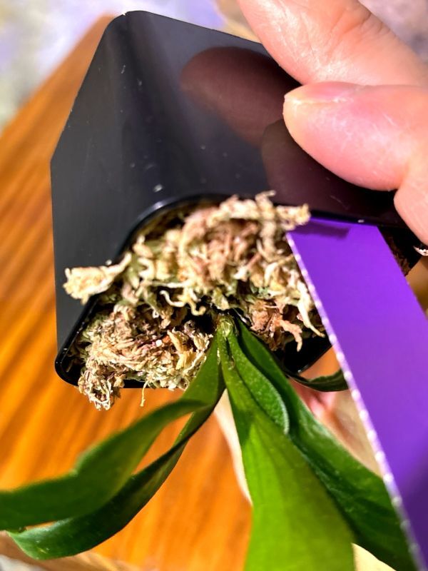 Frontier Plants】【現品】ビカクシダ・ヒリー・アールピー ロッド