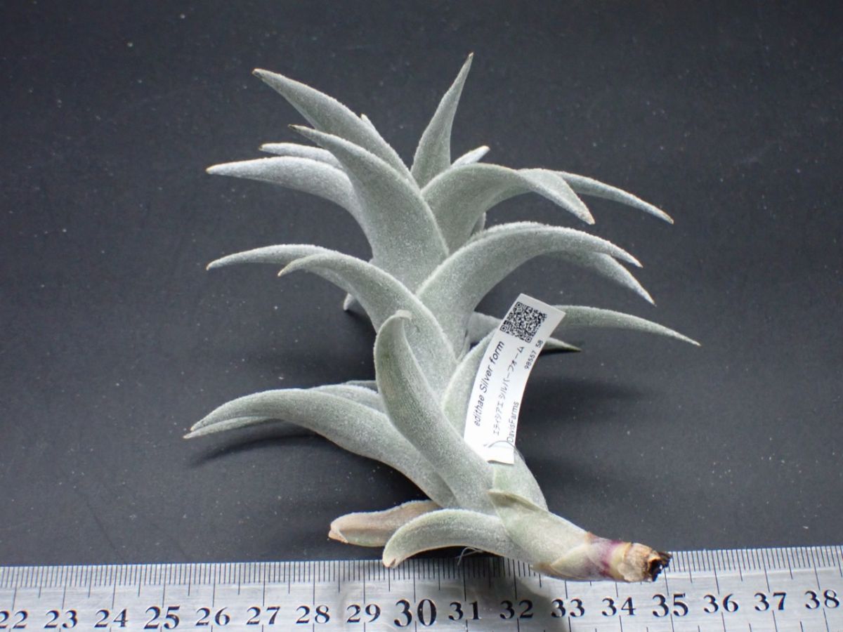 Tillandsia edithae Silver form 購入 98557チランジア・エディシアエ