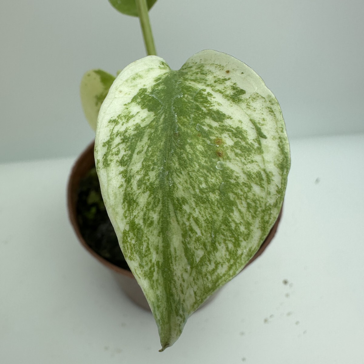 モンステラ ミント サイアム 斑入り Monstera Mint Siam 479