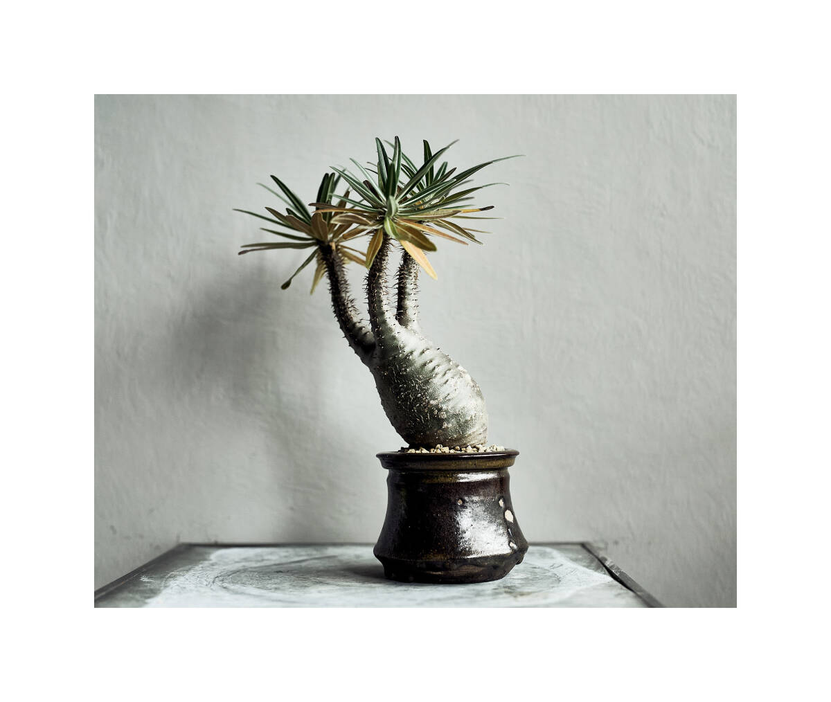 現地球 発根済 パキポディウム グラキリス 塊根幅約10cm 3年管理 姫乃