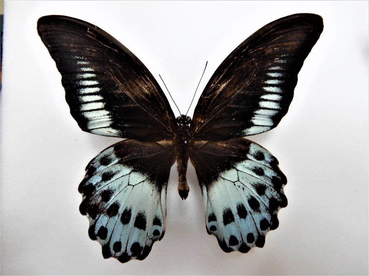 Yahoo!オークション - テンジクアゲハ ♂ 南インド産 アゲハ 蝶 標本