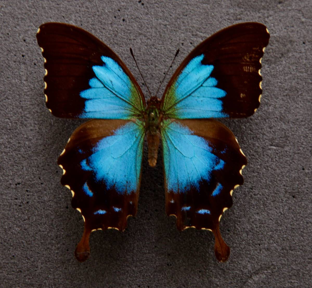 Yahoo!オークション - 外国産蝶標本 ヒメオオルリアゲハ A-♀ ニュー