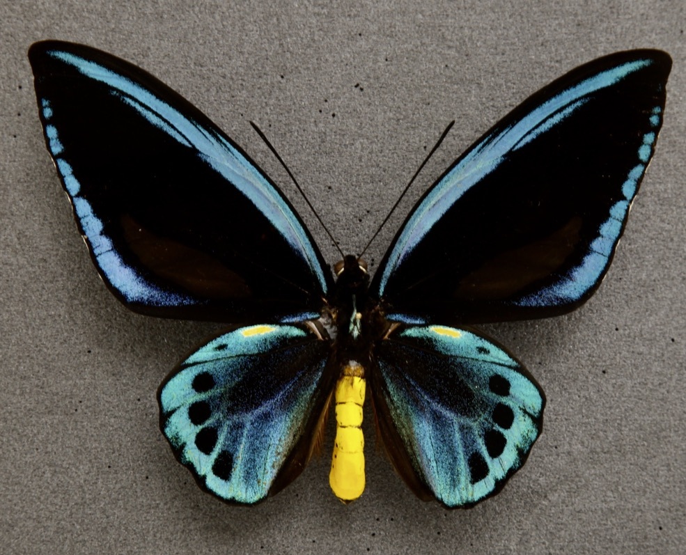 Yahoo!オークション - 外国産蝶標本 アオメガネトリバネアゲハ A♂ サ