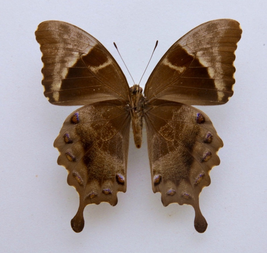 Yahoo!オークション - 外国産蝶標本 ヒメオオルリアゲハ A-♀ ニュー