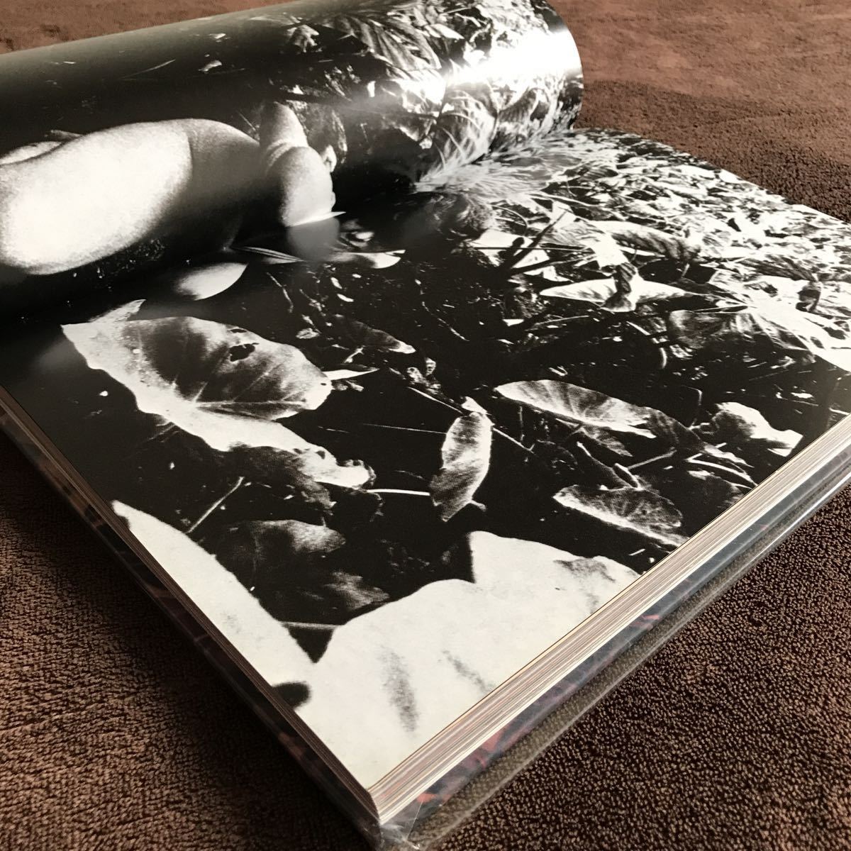 Kagero & colors 森山 大道 KAGERO&COLORS | 森山 大道 |本 | 通販