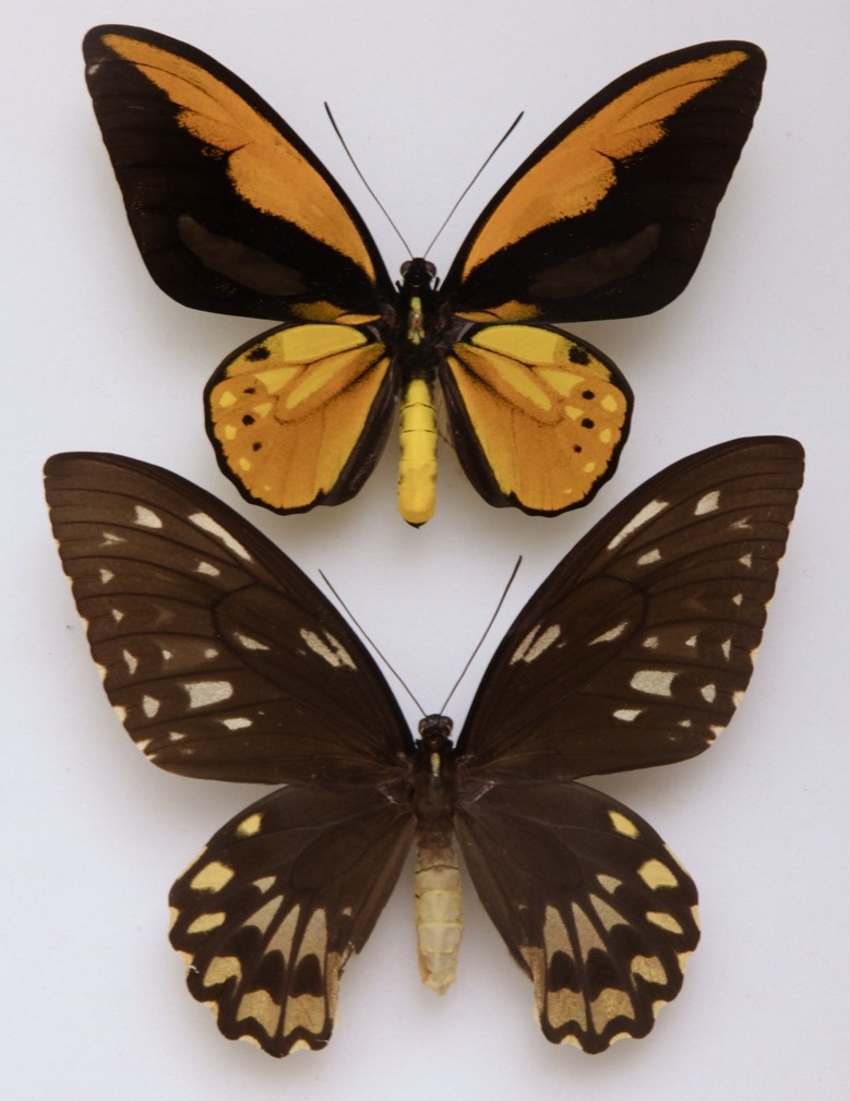 Yahoo!オークション - 外国産蝶標本 アカメガネトリバネアゲハ A-pair