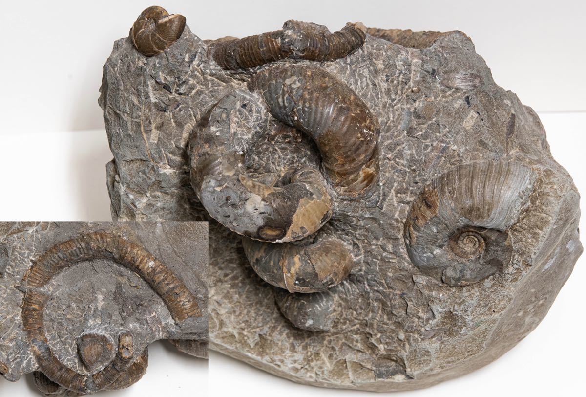 Yahoo!オークション - ユーボストリコセラス(11×7.5×6(約cm)) スカラ