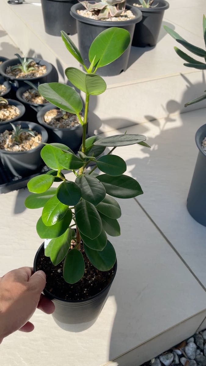 発根済み】パンダガジュマル斑入り 葉 発根済み 3株セット価格｜Yahoo