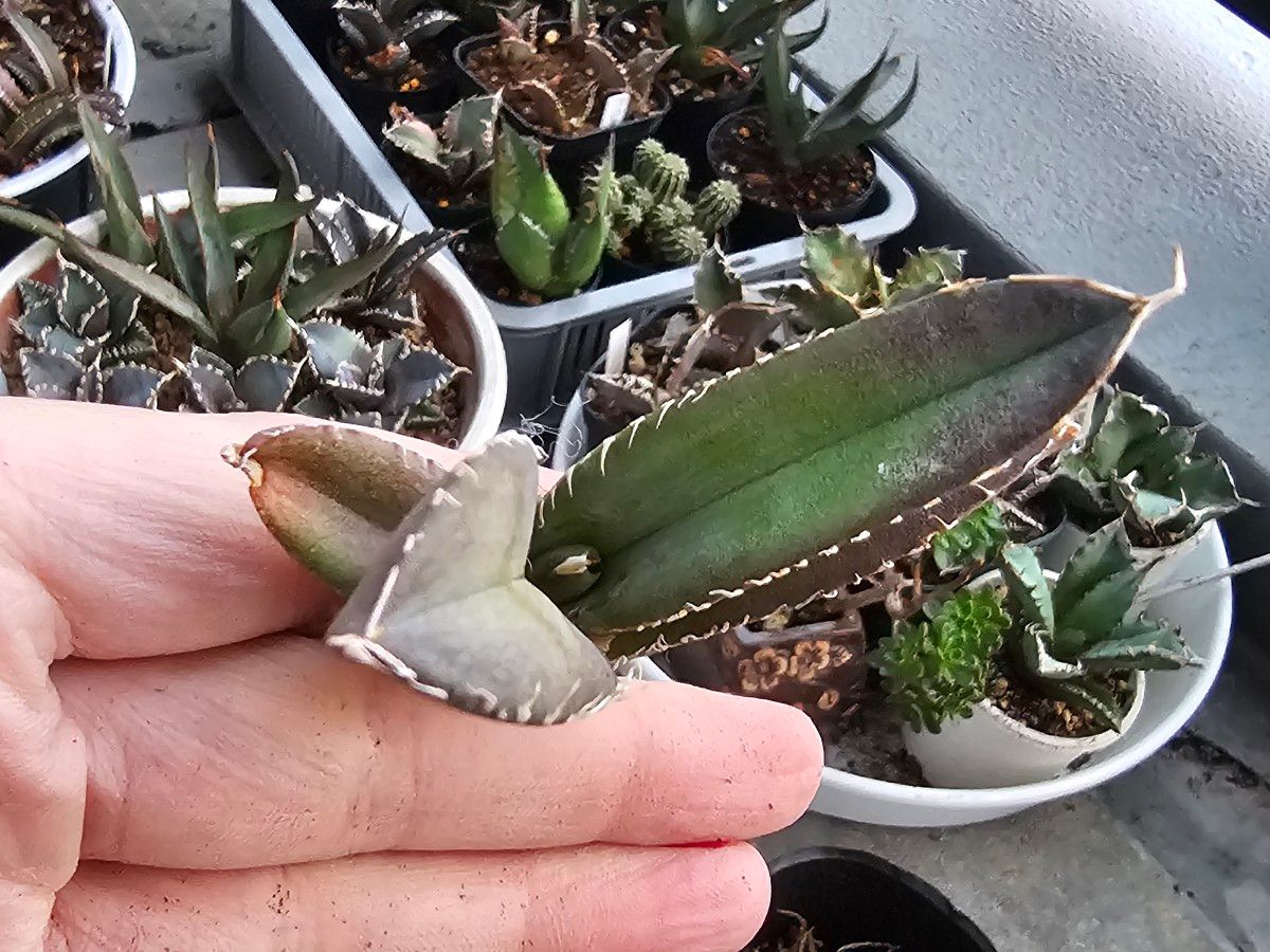 アガベ チタノタ 白妖 精選優良血統 TC子株 強棘 狂棘 希少種高級品種