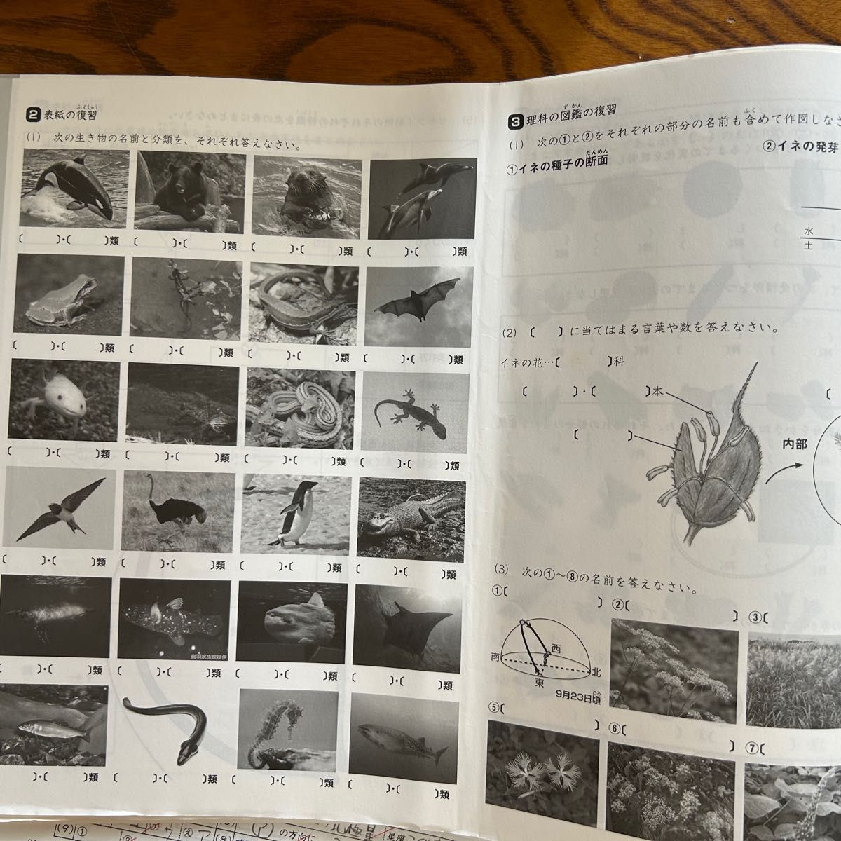 SAPIX 5年 理科 一年分 フルセットデイリーステップ スプリングサマー