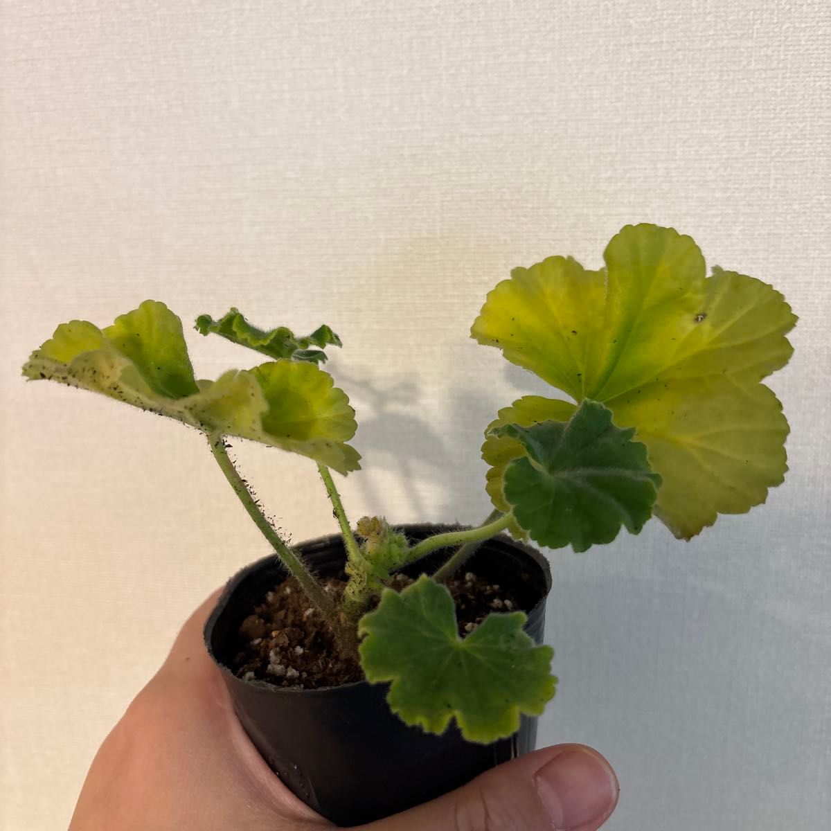 海外品種レア品種ゼラニウム挿し木苗根っこ付き MW002｜Yahoo!フリマ