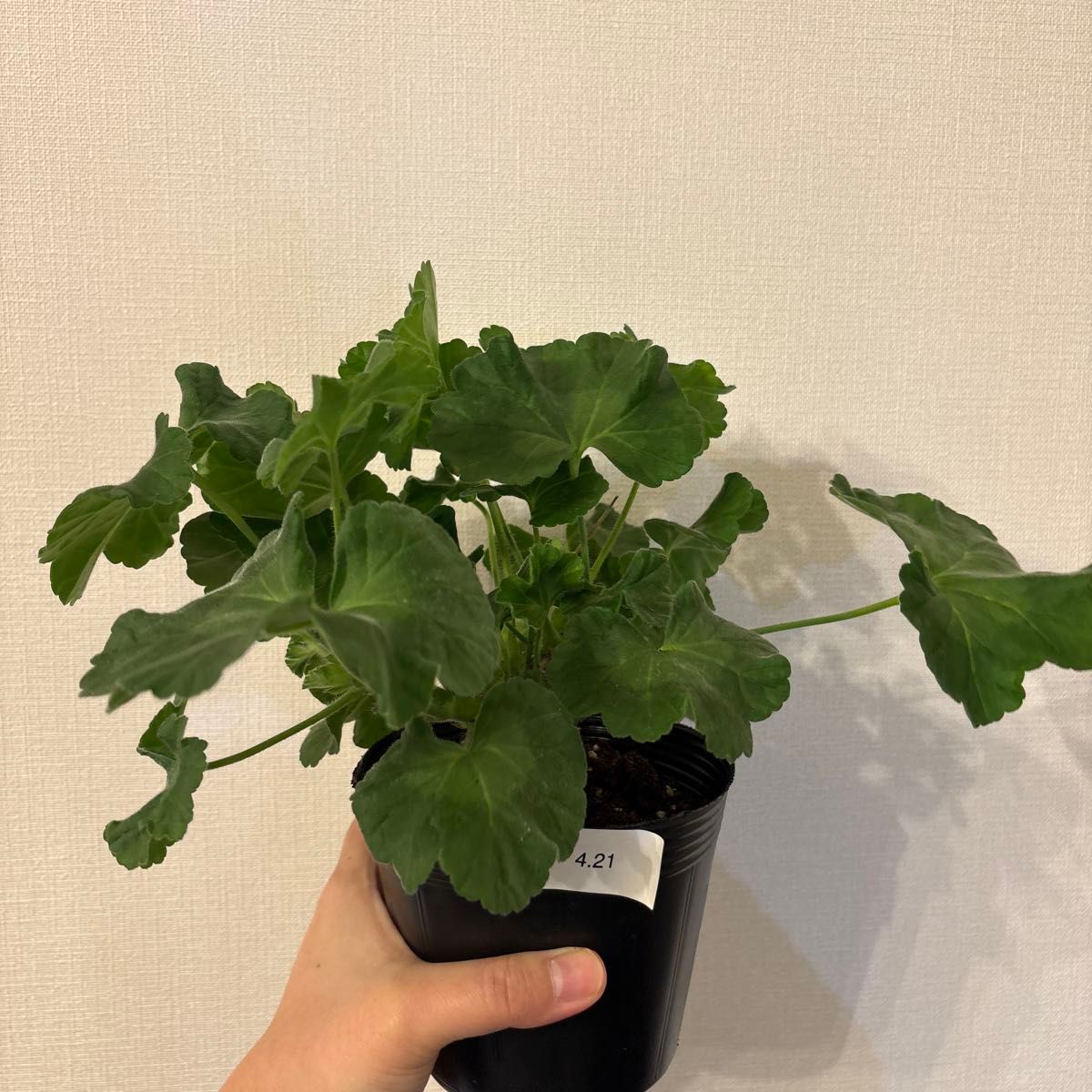 超珍しい品種ゼラニウム 日本初ゼラニウム苗 MT01 希少品種ゼラニウム