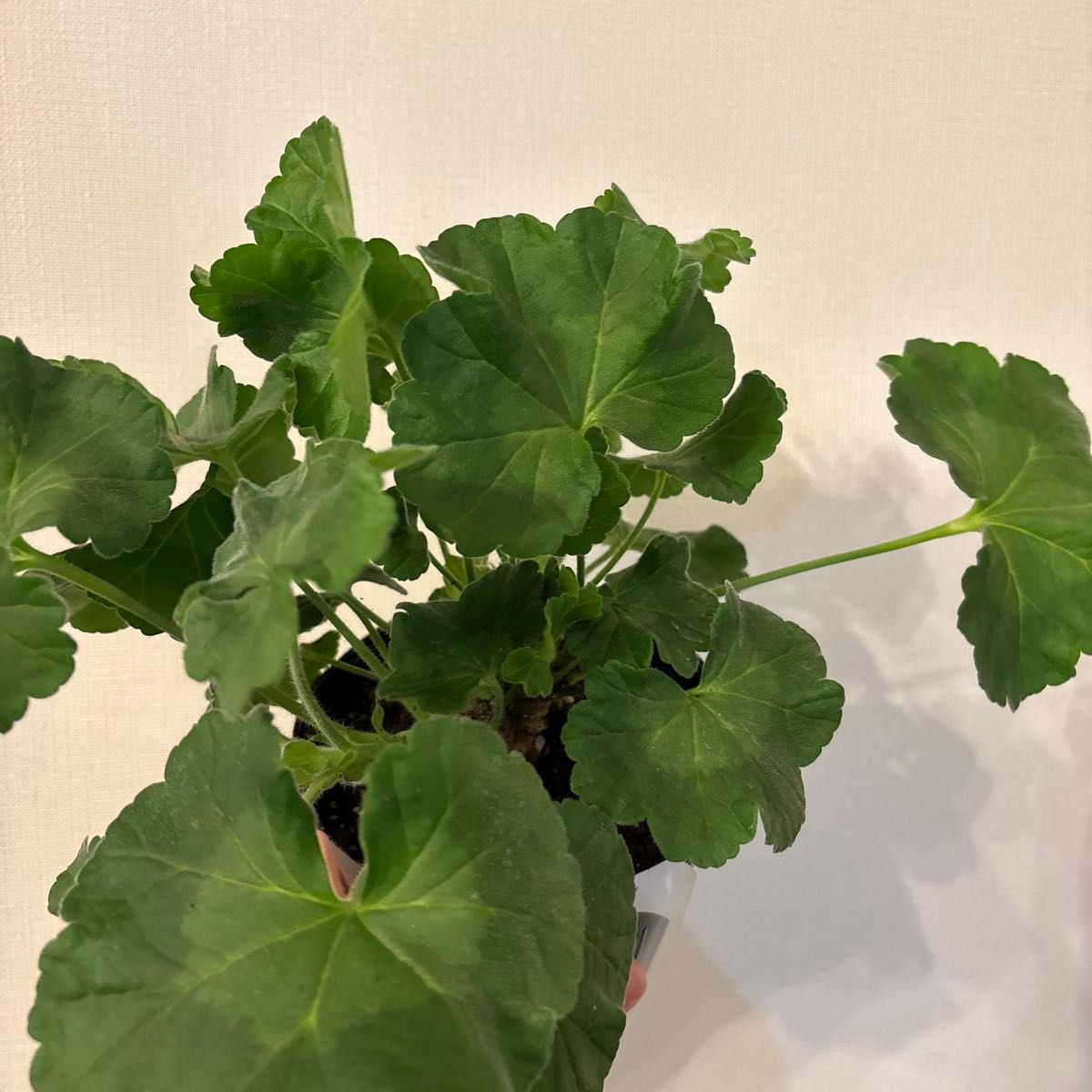 超珍しい品種ゼラニウム 日本初ゼラニウム苗 MT01 希少品種ゼラニウム